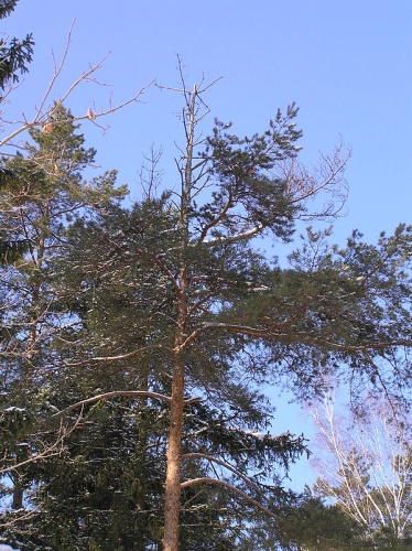 Cronartium flaccidum &copy; 