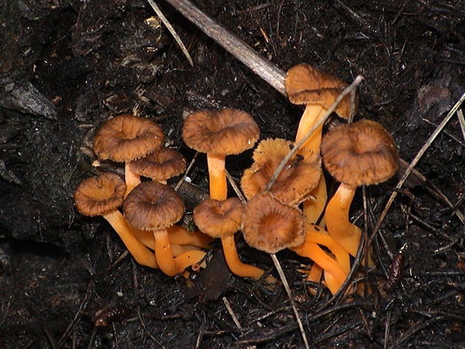 Craterellus lutescens © <a href="//commons.wikimedia.org/wiki/User:Paucabot" title="User:Paucabot">Pau Cabot</a>