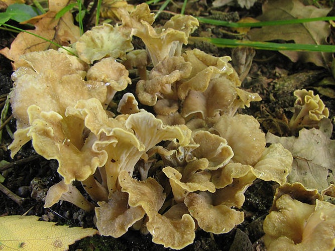 Craterellus melanoxeros © This image was created by user <a rel="nofollow" class="external text" href="https://mushroomobserver.org/observer/show_user/442">Irene Andersson (irenea)</a> at <a rel="nofollow" class="external text" href="https://mushroomobserver.org">Mushroom Observer</a>, a source for mycological images.<br>You can contact this user <a rel="nofollow" class="external text" href="https://mushroomobserver.org/observer/ask_user_question/442">here</a>.
