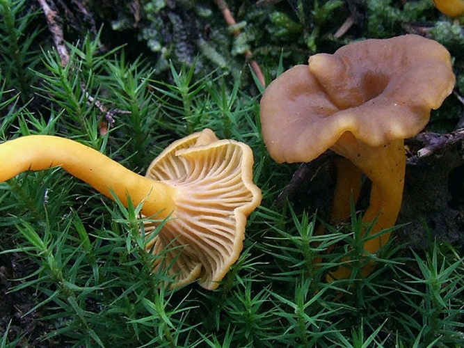 Craterellus tubaeformis &copy; Jerzy Opioła