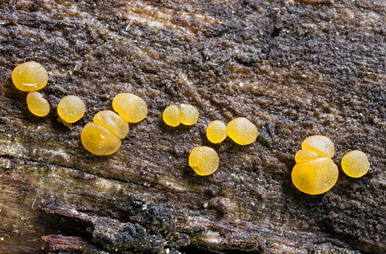 Dacrymyces variisporus © This image was created by user <a rel="nofollow" class="external text" href="https://mushroomobserver.org/observer/show_user/2268">Sava Krstic (sava)</a> at <a rel="nofollow" class="external text" href="https://mushroomobserver.org">Mushroom Observer</a>, a source for mycological images.<br>You can contact this user <a rel="nofollow" class="external text" href="https://mushroomobserver.org/observer/ask_user_question/2268">here</a>.