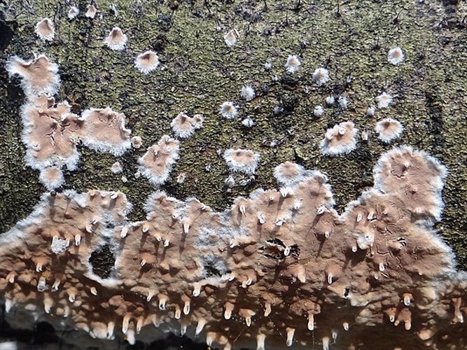 Cylindrobasidium laeve &copy; <a href="//commons.wikimedia.org/wiki/User:Selso" title="User:Selso">Jerzy Opioła</a>