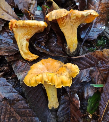 Cantharellus subpruinosus © James Baker (cepecity)