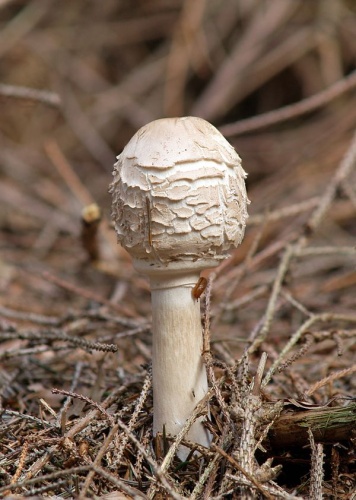 Shaggy parasol &copy; <a href="//commons.wikimedia.org/wiki/User:LC-de" title="User:LC-de">Jörg Hempel</a>