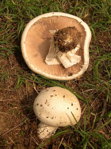 Agaricus urinascens © No machine-readable author provided. <a href="//commons.wikimedia.org/wiki/User:Archenzo" title="User:Archenzo">Archenzo</a> assumed (based on copyright claims).