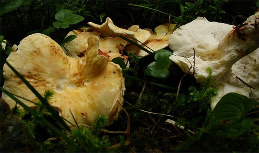 Albatrellus citrinus &copy; Irene Andersson (irenea)