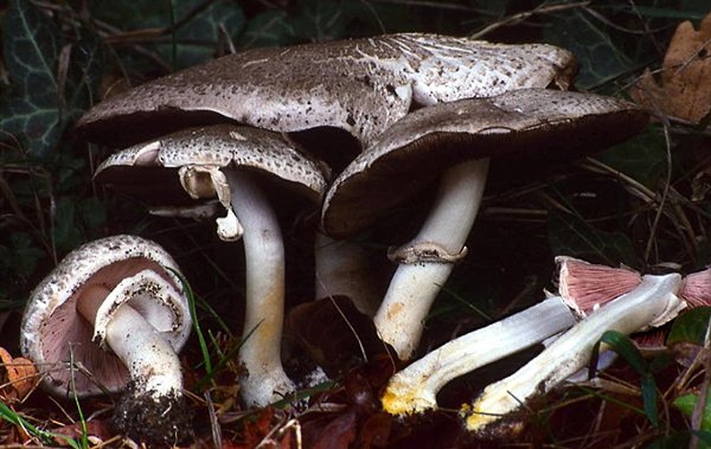 Agaricus moelleri © <a href="https://en.wikipedia.org/wiki/User:Luridiformis" class="extiw" title="en:User:Luridiformis">Zonda Grattus</a>