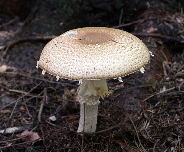 Agaricus augustus &copy; <a href="//commons.wikimedia.org/wiki/User:George_Chernilevsky" title="User:George Chernilevsky">George Chernilevsky</a>