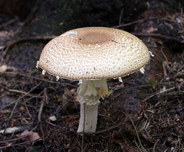 Agaricus augustus © <a href="//commons.wikimedia.org/wiki/User:George_Chernilevsky" title="User:George Chernilevsky">George Chernilevsky</a>