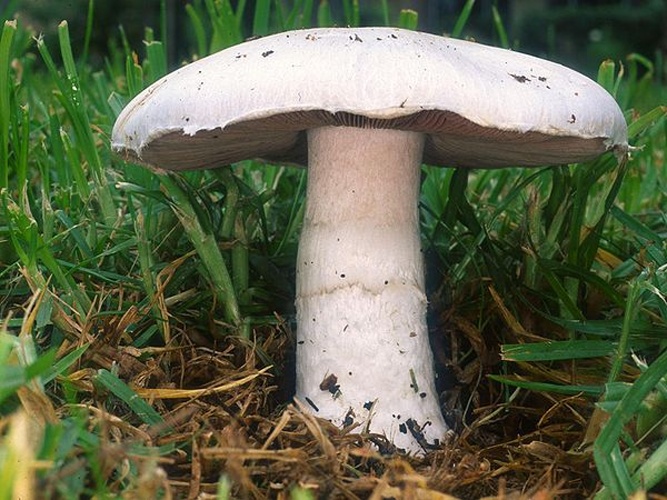 Agaricus campestris © 