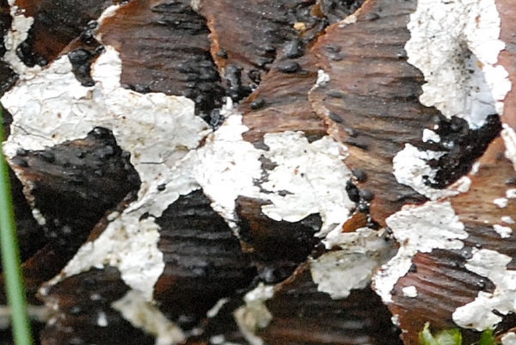 Athelia bombacina &copy; James Lindsey