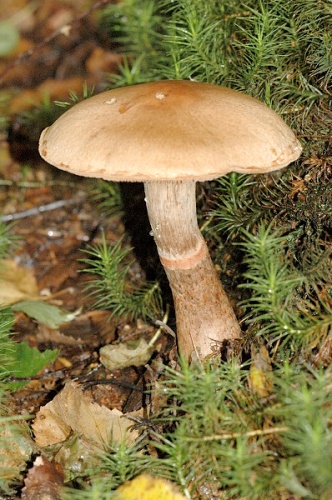 Cortinarius caninus © James Lindsey