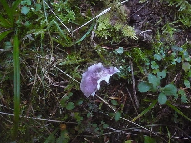 Russula cavipes © This image was created by user <a rel="nofollow" class="external text" href="https://mushroomobserver.org/observer/show_user/1093">Gerhard Koller (Gerhard)</a> at <a rel="nofollow" class="external text" href="https://mushroomobserver.org">Mushroom Observer</a>, a source for mycological images.<br>You can contact this user <a rel="nofollow" class="external text" href="https://mushroomobserver.org/observer/ask_user_question/1093">here</a>.