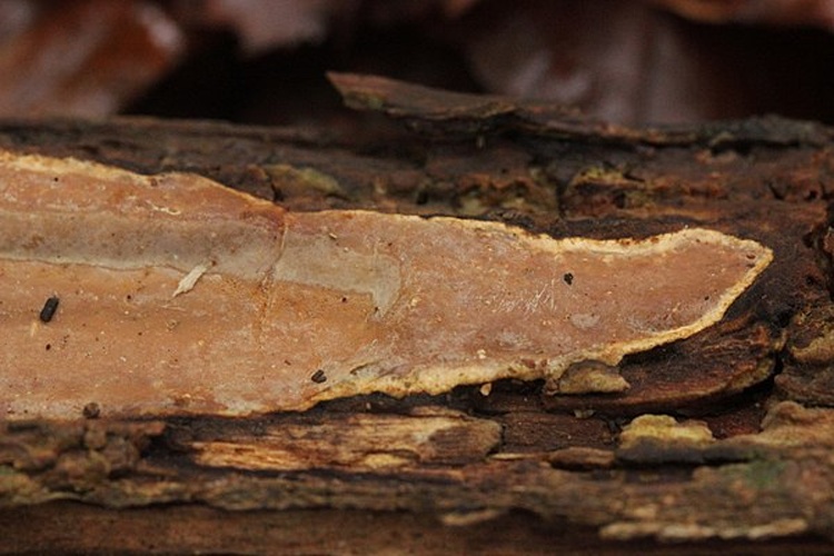 Scytinostroma hemidichophyticum &copy; <a rel="nofollow" class="external text" href="https://www.flickr.com/people/40948266@N04">Björn S...</a>