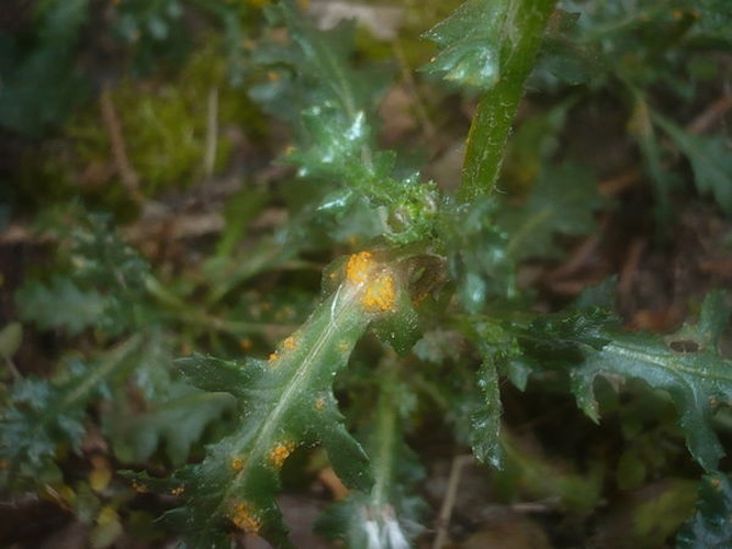 Puccinia lagenophorae © This image was created by user <a rel="nofollow" class="external text" href="https://mushroomobserver.org/observer/show_user/1093">Gerhard Koller (Gerhard)</a> at <a rel="nofollow" class="external text" href="https://mushroomobserver.org">Mushroom Observer</a>, a source for mycological images.<br>You can contact this user <a rel="nofollow" class="external text" href="https://mushroomobserver.org/observer/ask_user_question/1093">here</a>.