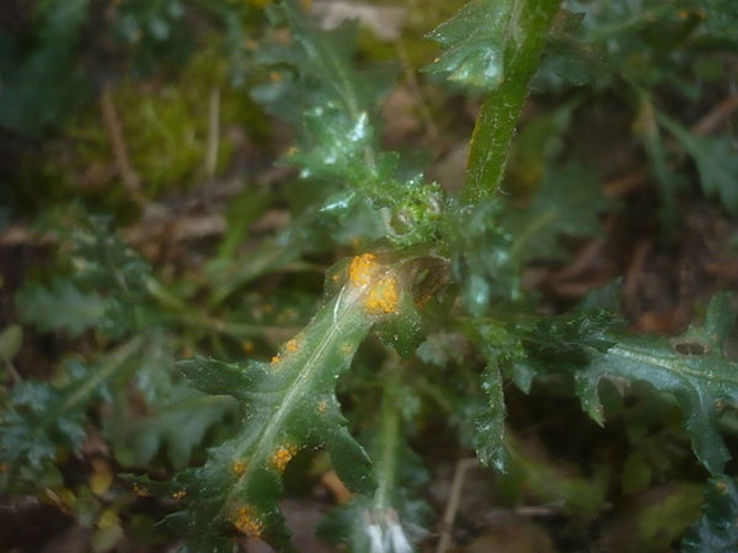 Puccinia lagenophorae &copy; This image was created by user <a rel="nofollow" class="external text" href="https://mushroomobserver.org/observer/show_user/1093">Gerhard Koller (Gerhard)</a> at <a rel="nofollow" class="external text" href="https://mushroomobserver.org">Mushroom Observer</a>, a source for mycological images.<br>You can contact this user <a rel="nofollow" class="external text" href="https://mushroomobserver.org/observer/ask_user_question/1093">here</a>.