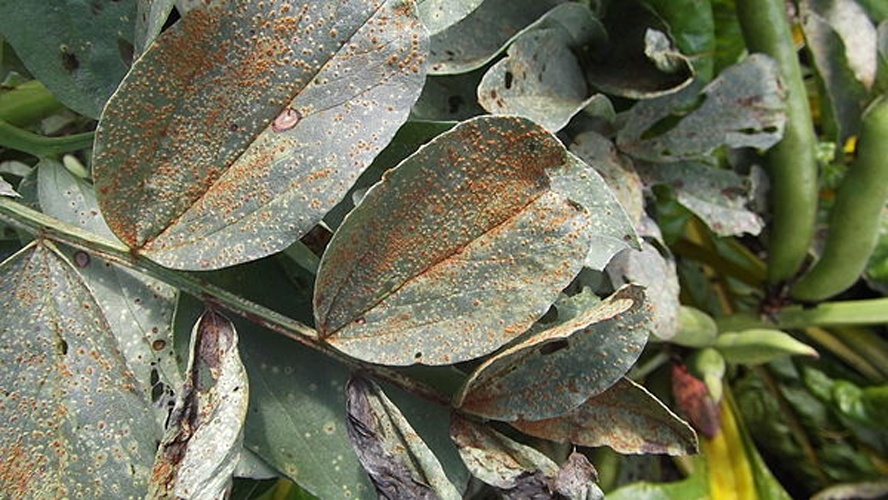 Uromyces viciae-fabae var. viciae-fabae &copy; <a href="//commons.wikimedia.org/wiki/User:Cwmhiraeth" title="User:Cwmhiraeth">Cwmhiraeth</a>