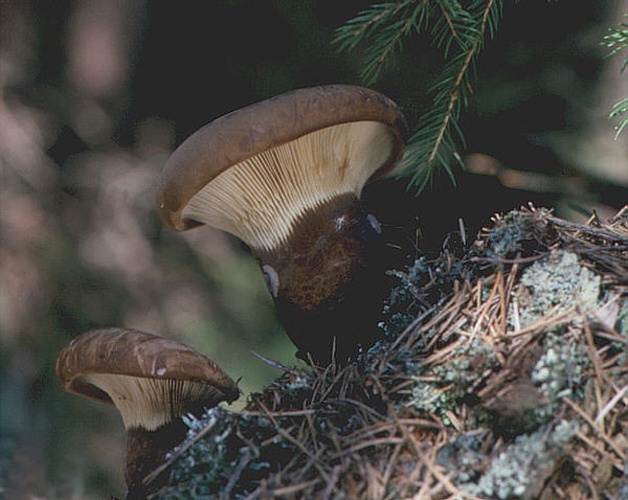 Tapinella atrotomentosa &copy; <a href="https://de.wikipedia.org/wiki/User:W.J.Pilsak" class="extiw" title="de:User:W.J.Pilsak">Walter J. Pilsak</a>, Waldsassen at <a class="external text" href="http://de.wikipedia.org">de.wikipedia</a>. Uploaded to Commons by <a href="//commons.wikimedia.org/w/index.php?title=User:Koernerbroetchen&amp;action=edit&amp;redlink=1" class="new" title="User:Koernerbroetchen (page does not exist)">Körnerbrötchen</a>.