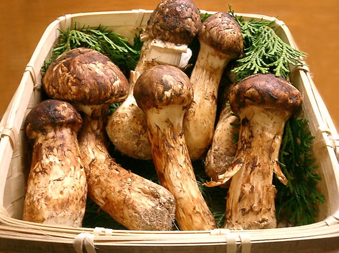 Matsutake &copy; <a href="//commons.wikimedia.org/wiki/User:Tomomarusan" title="User:Tomomarusan">Tomomarusan</a>