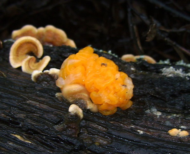 Tremella aurantia &copy; <a href="//commons.wikimedia.org/wiki/User:Victor_M._Vicente_Selvas" title="User:Victor M. Vicente Selvas">Victor M. Vicente Selvas</a>