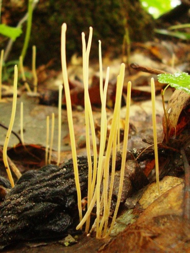 Macrotyphula juncea &copy; Martin Livezey (MLivezey)