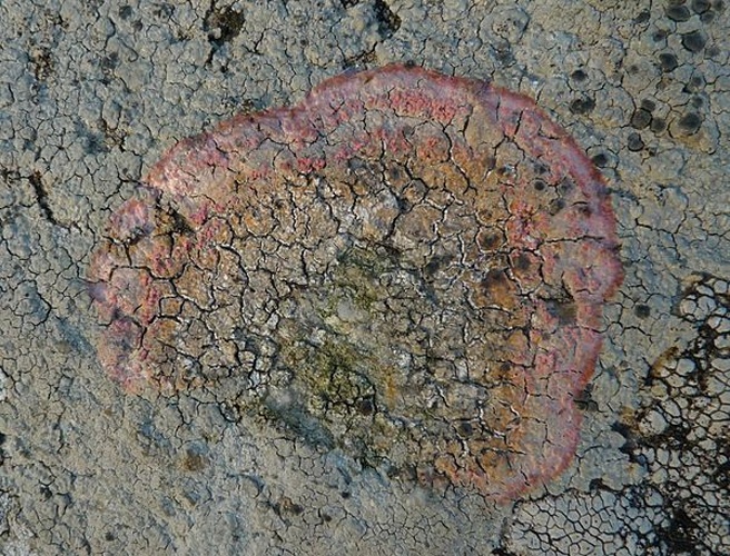 Marchandiomyces corallinus &copy; <a href="//commons.wikimedia.org/wiki/User:Jymm" title="User:Jymm">Jymm</a>