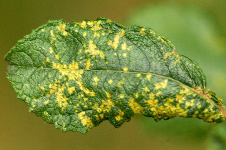 Melampsora caprearum &copy; James Lindsey