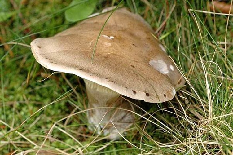 Lepista panaeolus © James K. Lindsey