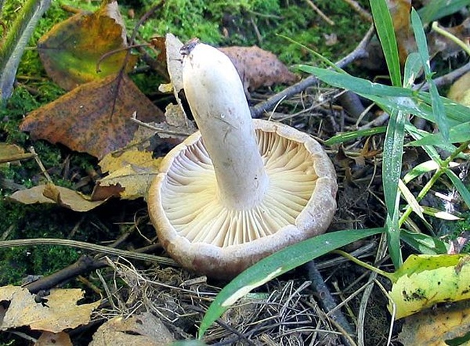 Lactarius flexuosus &copy; Игорь Лебединский