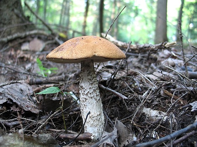 Leccinum piceinum © <a rel="nofollow" class="external text" href="https://www.flickr.com/people/73416633@N00">Colin Rose</a> from Montreal, Canada