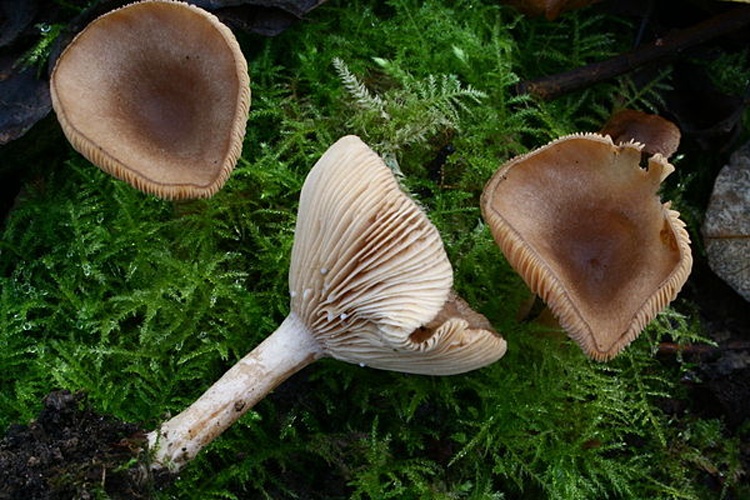 Lactarius glyciosmus © <a href="//commons.wikimedia.org/wiki/User:Strobilomyces" title="User:Strobilomyces">Strobilomyces</a>