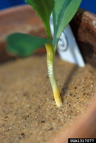 Puccinia calcitrapae &copy; Keith Weller