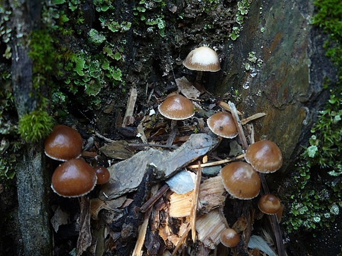 Psilocybe crobula © This image was created by user <a rel="nofollow" class="external text" href="https://mushroomobserver.org/observer/show_user/2750">Byrain</a> at <a rel="nofollow" class="external text" href="https://mushroomobserver.org">Mushroom Observer</a>, a source for mycological images.<br>You can contact this user <a rel="nofollow" class="external text" href="https://mushroomobserver.org/observer/ask_user_question/2750">here</a>.