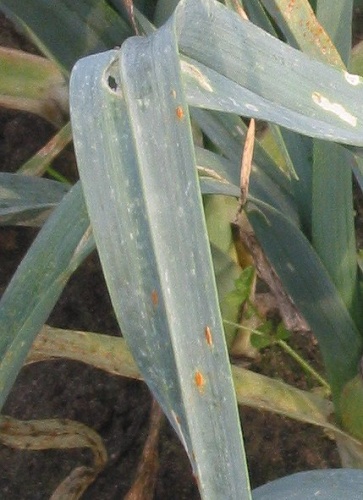 Puccinia allii &copy; <a href="//commons.wikimedia.org/wiki/User:Rasbak" title="User:Rasbak">Rasbak</a>