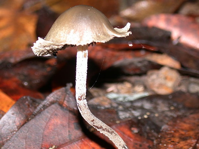 Panaeolus acuminatus &copy; 