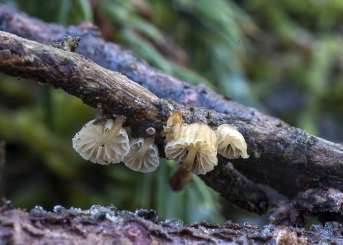 Mycena juniperina © Arne Aronsen, Naturhistorisk museum, Universitetet i Oslo