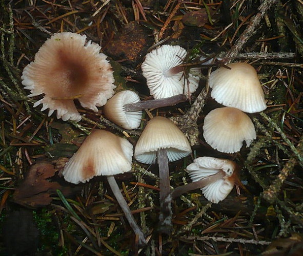 Mycena zephirus © This image was created by user <a rel="nofollow" class="external text" href="https://mushroomobserver.org/observer/show_user/1093">Gerhard Koller (Gerhard)</a> at <a rel="nofollow" class="external text" href="https://mushroomobserver.org">Mushroom Observer</a>, a source for mycological images.<br>You can contact this user <a rel="nofollow" class="external text" href="https://mushroomobserver.org/observer/ask_user_question/1093">here</a>.