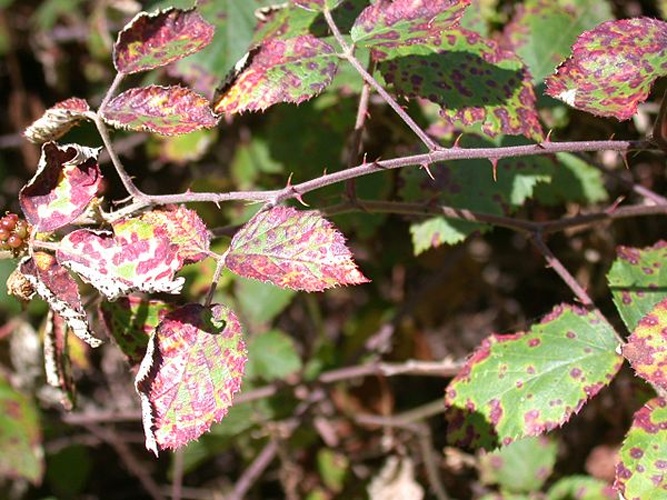 Phragmidium violaceum &copy; division, <a href="https://en.wikipedia.org/wiki/Commonwealth_Scientific_and_Industrial_Research_Organisation" class="extiw" title="w:Commonwealth Scientific and Industrial Research Organisation">CSIRO</a>