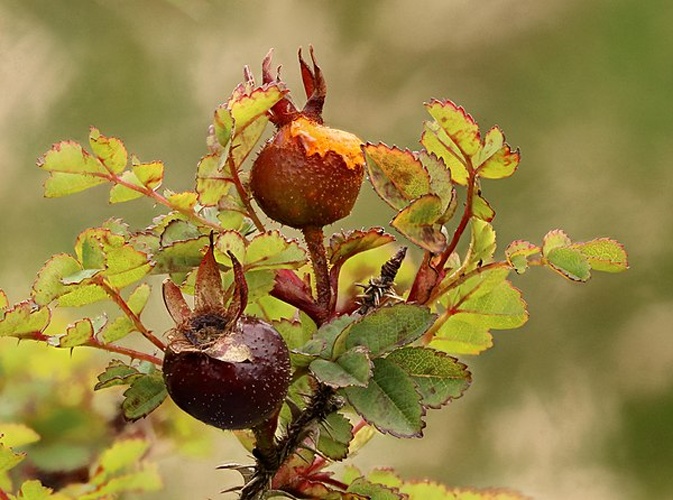 Phragmidium rosae-pimpinellifoliae © janet graham