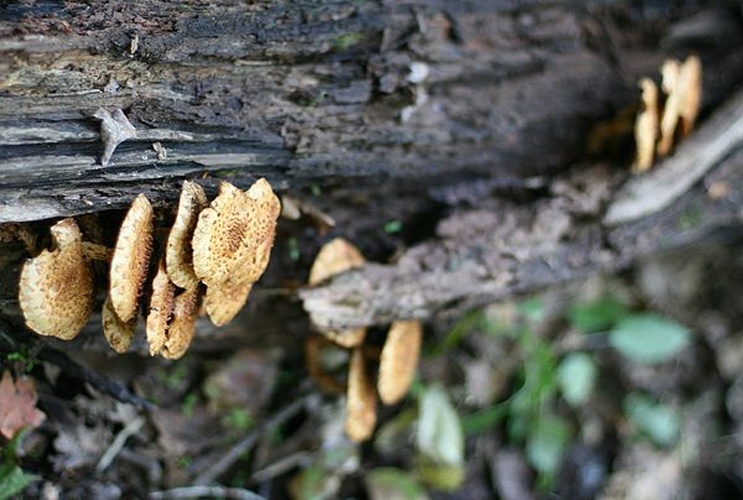 Pholiota adiposa &copy; <a href="//commons.wikimedia.org/w/index.php?title=User:Kruvczuk&amp;action=edit&amp;redlink=1" class="new" title="User:Kruvczuk (page does not exist)">Matthew Kruvczuk</a>