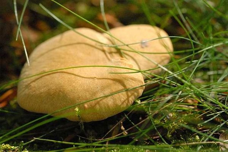 Polyporus leptocephalus &copy; James Lindsey