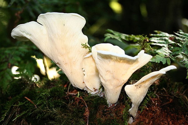 Pleurocybella porrigens © <a href="//commons.wikimedia.org/wiki/User:Strobilomyces" title="User:Strobilomyces">Strobilomyces</a>