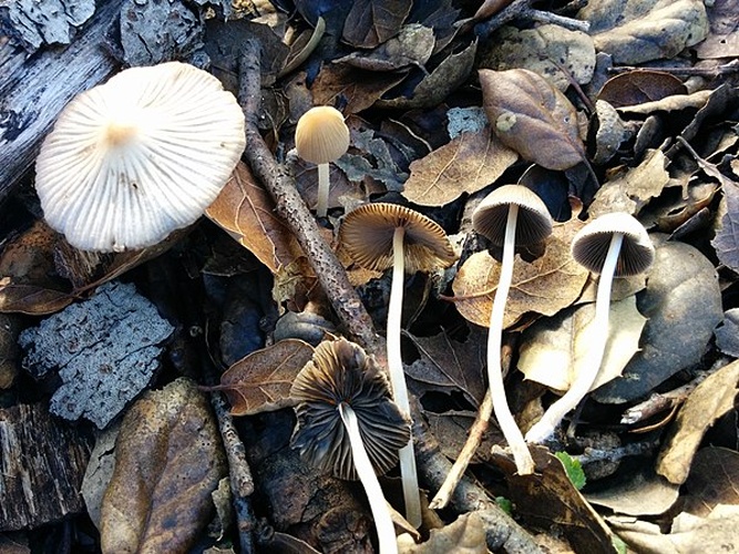 Coprinellus impatiens © This image was created by user <a rel="nofollow" class="external text" href="https://mushroomobserver.org/observer/show_user/6796">Ben Anderson (btanderson)</a> at <a rel="nofollow" class="external text" href="https://mushroomobserver.org">Mushroom Observer</a>, a source for mycological images.<br>You can contact this user <a rel="nofollow" class="external text" href="https://mushroomobserver.org/observer/ask_user_question/6796">here</a>.