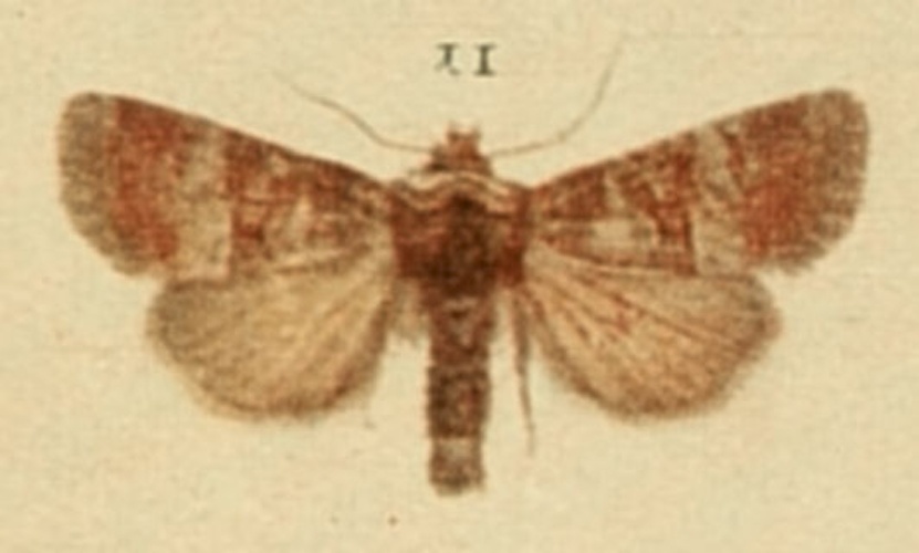 Litoligia literosa &copy; Richard South