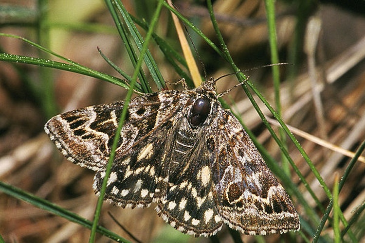 Euclidia mi &copy; <a href="//commons.wikimedia.org/wiki/User:Olei" title="User:Olei">Olei</a>