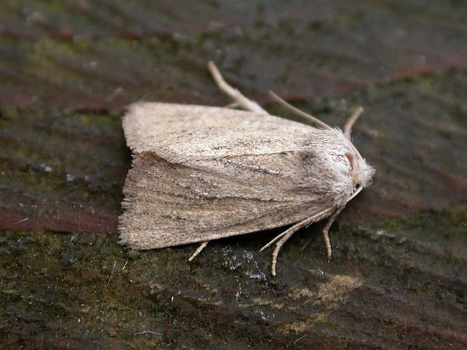 Chortodes fluxa &copy; dhobern