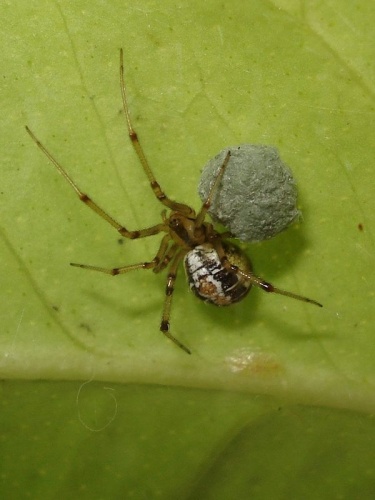 Phylloneta sisyphia © Sanja565658