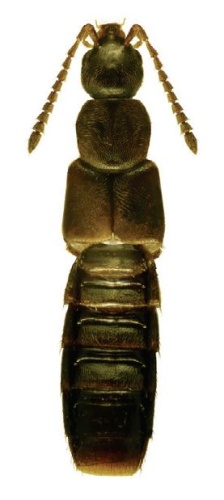 Aloconota sulcifrons © Reginald Webster, Jan Klimaszewski, Georges Pelletier, Karine Savard
