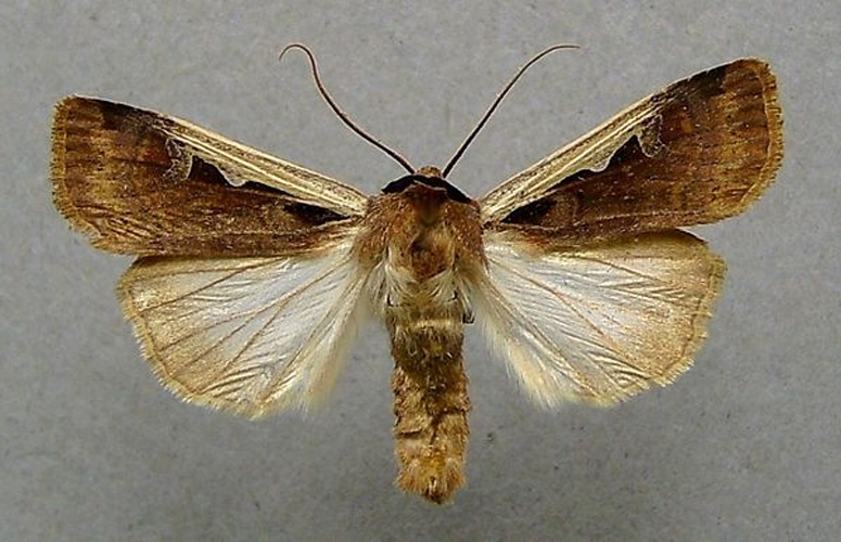 Dichagyris musiva &copy; <a href="//commons.wikimedia.org/wiki/User:Dumi" title="User:Dumi">Dumi</a>