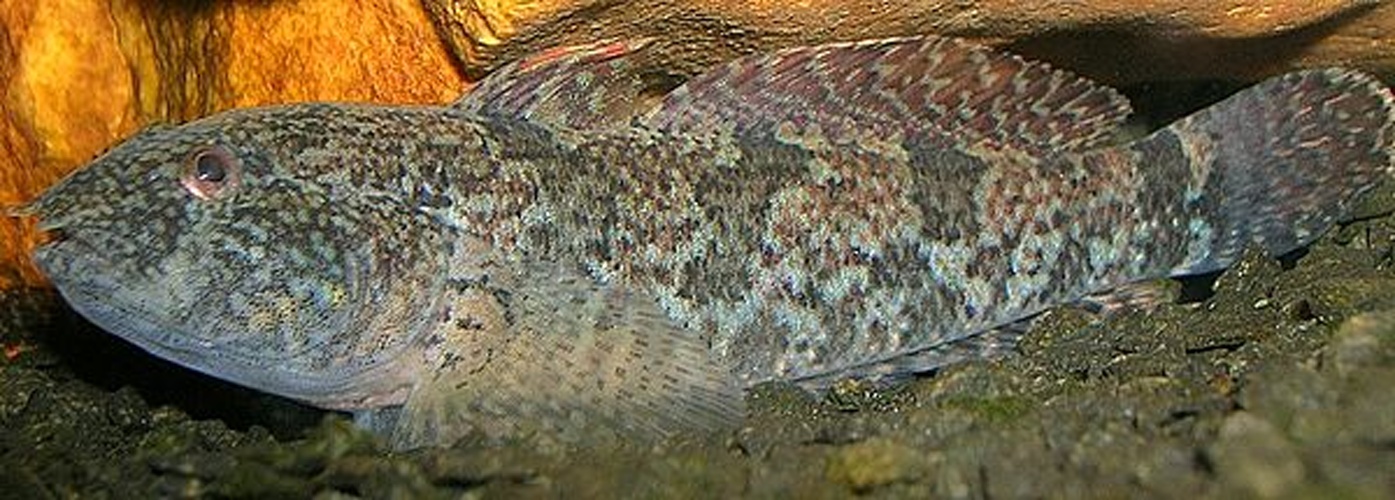 Western tubenose goby © <a href="//commons.wikimedia.org/w/index.php?title=User:Piet_Spaans&amp;action=edit&amp;redlink=1" class="new" title="User:Piet Spaans (page does not exist)">Piet Spaans</a>.
